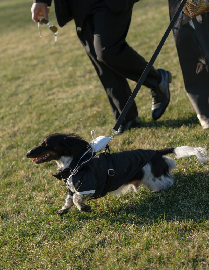 Dachshund dressed for an elegant Hempstead House wedding